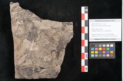 Foto (Objekt + Etikett) von Quercus lonchitoides Ettingshausen (NHMW-GEO-2024-0188-10133)